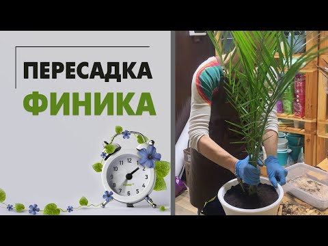 Видео: Пересадка финика - легко, быстро и просто. Небольшой мастер класс: пересаживаем финиковую пальму.