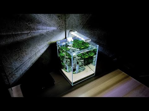 Видео: #Детский#Аквариум_для_начинающих Три месяца после запуска.