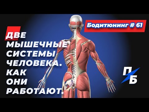Видео: Две мышечные системы человека. Как они работают