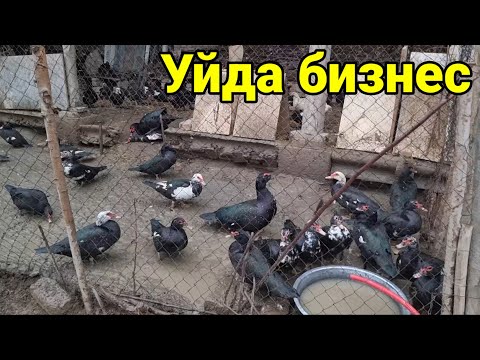 Видео: 1000 $ га Уйда бошлаган бизнесим