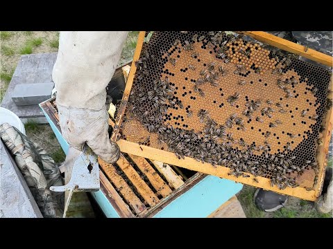 Видео: Время расширять пчелосемьи? Работы на пасеке в начале мая