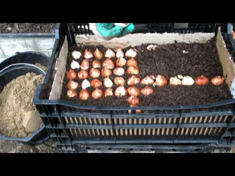 Видео: Посадка луковиц тюльпанов в ящики для выгонки..mp4
