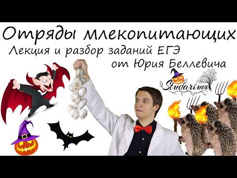 Видео: Отряды млекопитающих. Лекция и разбор заданий от Юрия Беллевича