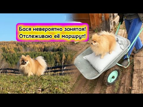 Видео: Бас невероятно занятая! Отслеживаю её маршрут!