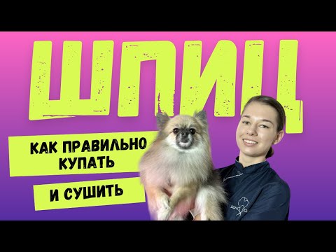 Видео: Как ухаживать за шпицем в домашних условиях