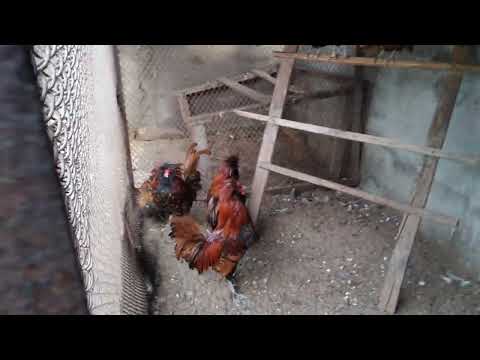 Видео: Мои хохлатые на 2022год. комплектую на и.я. 0679955447. 0662621491