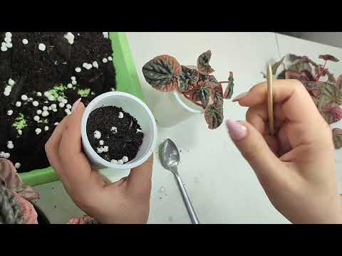 Видео: 7 часть : методы размножения Пеперомии