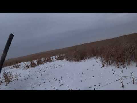 Видео: И такое бывает на охоте.