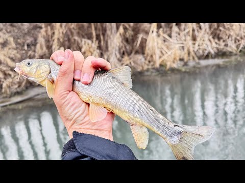 Видео: Маринка ови 16 февраля 2025 г.