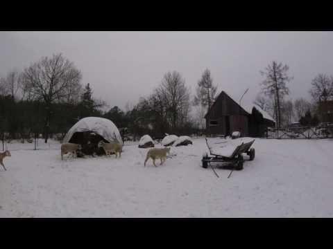 Видео: Деревенские будни. Переселение овцы. // Жизнь в деревне.