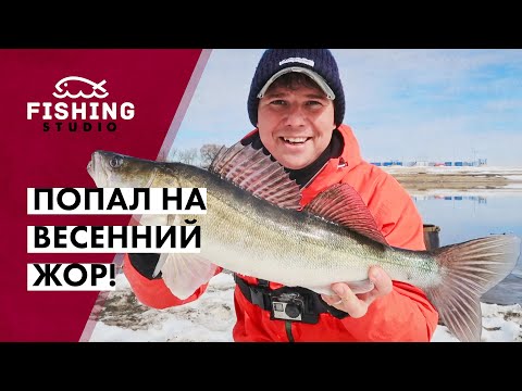 Видео: Попал на ВЕСЕННИЙ ЖОР! | Какие приманки весной самые эффективные? | ВихровLIFE