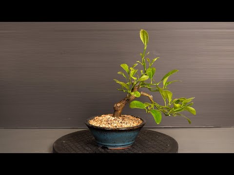 Видео: Бонсай Мандарин обрезка и пересадка (дерево 10 - часть 1)