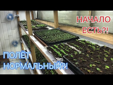 Видео: Какие цветы уже ПОСЕЯЛИ в декабре и январе? Обзор СЕЯНЦЕВ на 5 февраля!