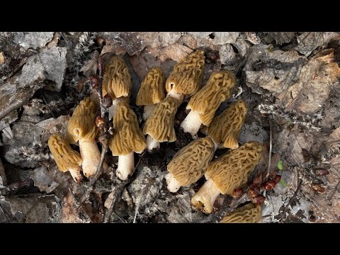 Видео: НАКОНЕЦ-ТО СМОРЧКОВАЯ ШАПОЧКА ПОШЛА! Первый полноценный сбор сморчковой шапочки в этом году #грибы