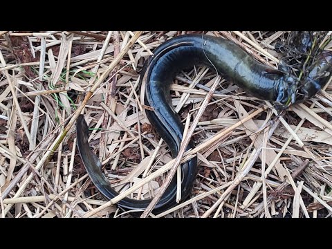 Видео: Поставил 4 донки на сутки, проверяем.