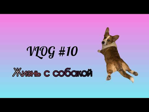 Видео: VLOG #10 // Новый график жизни // Жизнь с собакой