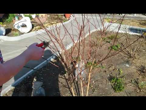 Видео: Обрезка Пузыреплодника