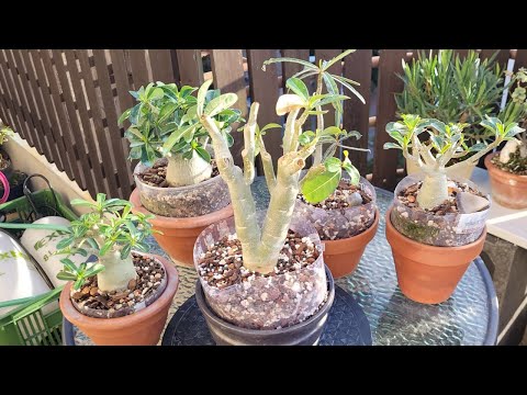 Видео: Создание бонсай из адениума тучного/пустынной розы — шаг за шагом