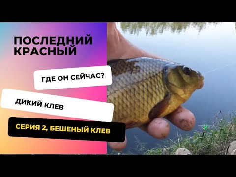 Видео: Карась в подмосковье. Друзья. Дикий жор рыбы.