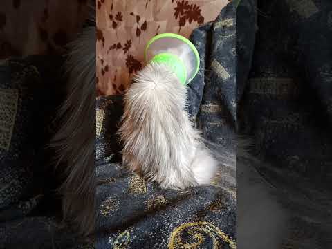 Видео: НОВОСТИ КОШКИНОГО 🏠, 03.09.25