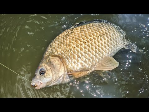 Видео: МОРМЫШИНГ. ТУТ КАРАСИ ГНУТ СПИННИНГ. ЛОВЛЯ КАРАСЯ СПИННИНГОМ. Nautilus ANT Solid NAT-S582SXU.