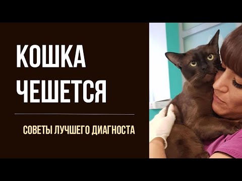 Видео: Как безопасно избавить кошку от ушного зуда, блох и клещей | О котятах и взрослых кошках