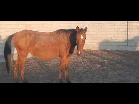 Видео: Кобрадағы бие