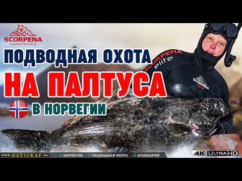 Видео: Подводная охота на палтуса в Норвежском море