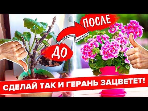 Видео: КОГДА ПЕРЕСАЖИВАТЬ ПЕЛАРГОНИЮ? ГЕРАНЬ. ПЕРЕСАДКА. УХОД. ЧЕРЕНКОВАНИЕ