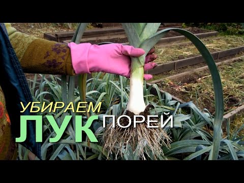 Видео: КОГДА убирать ЛУК ПОРЕЙ и КАК подготовить его к хранению! Советы от ЗЕЛЕНОГО ОГОРОДА!