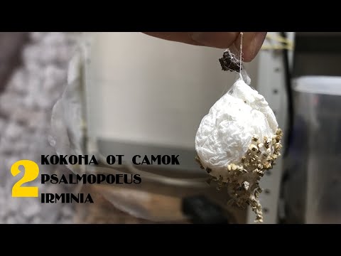 Видео: Забираю кокон у паука-птицееда Psalmopoeus irminia. Новое разведение