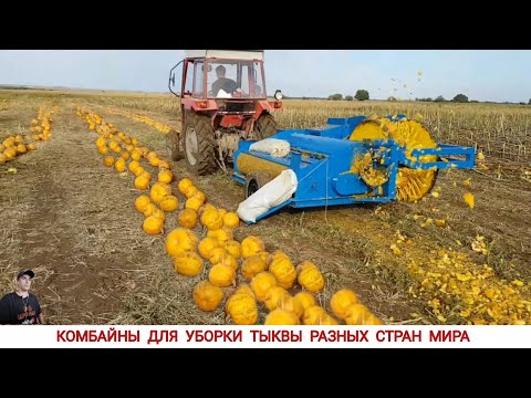 Видео: УНИКАЛЬНЫЕ КОМБАЙНЫ И ПРИСПОСОБЛЕНИЯ ДЛЯ УБОРКИ ТЫКВЫ РАЗНЫХ СТРАН/PUMPKIN HARVESTERS AND EQUIPMENT
