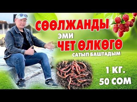 Видео: Эң оңой, эң кирешелүү БИЗНЕС ~ ТЕЗИРЭЭК башта! СѲѲЛЖАН бизнесинде ТҮШКѲ кирбеген ПАЙДА бар