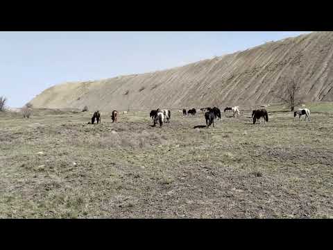 Видео: Екі Айғыр кездесті, Встретились два Жеребца#коневодство #жылқы #айгыр #жабы