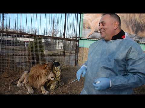 Видео: Льву Чуку делают ПРИВИВКИ !