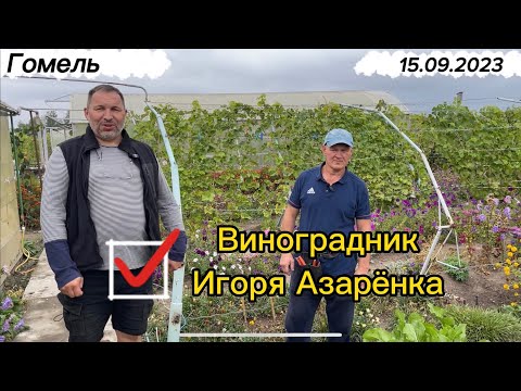Видео: #9 15.09.2023 Гомель в гостях на винограднике Игоря Азарёнка. Часть 1/2.