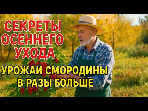 Видео: Секреты Подготовки Смородины к Зиме. Урожай в Разы Больше