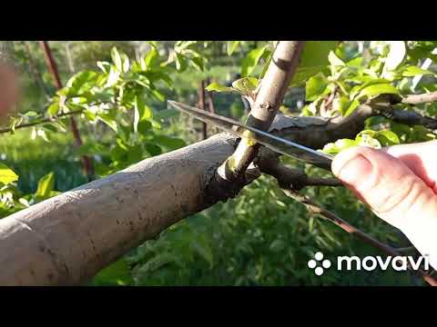 Видео: Воздушный отводок яблони