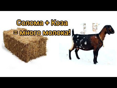 Видео: Как кормить козу соломой, чтоб было больше молока. И почему иногда без соломы нельзя!