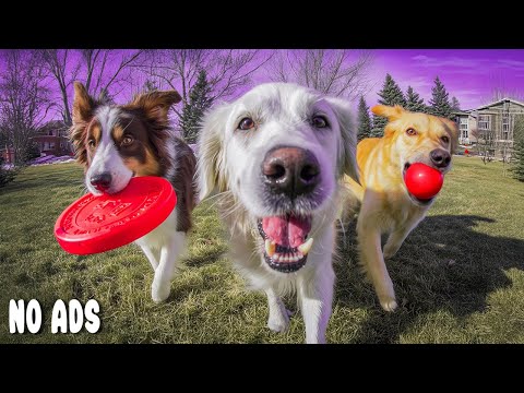 Видео: 12 Часов ТВ для Собак🐶Музыка Антитревога💖Целительная для Глубокого Сна & Расслабления