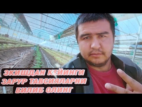 Видео: ПОМИДОР ЭКИШДАН КЕЙИН КИЛИНАДИГАН ЭНГ ЗАРУР ИШЛАР