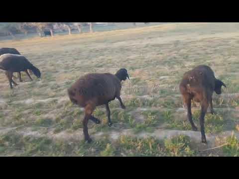 Видео: 10 ноября 2025 г.