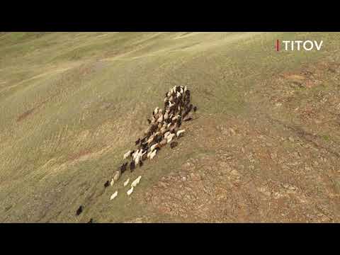 Видео: Село Белошапка и губерлинские козы.