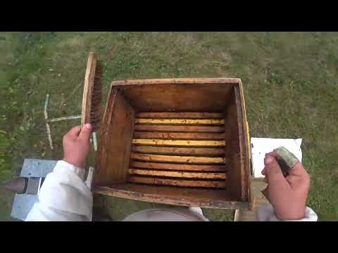 Видео: Пчёлы, собираю в зиму