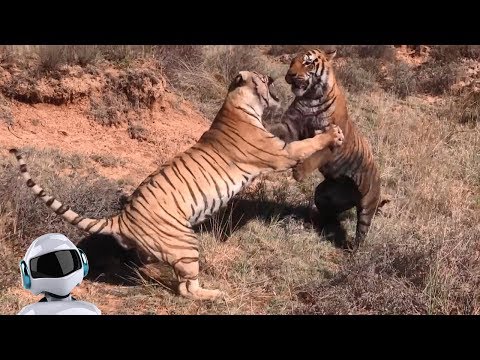 Видео: 10 СУМАСШЕДШИХ БИТВ ЖИВОТНЫХ СНЯТЫХ НА КАМЕРУ / часть 3