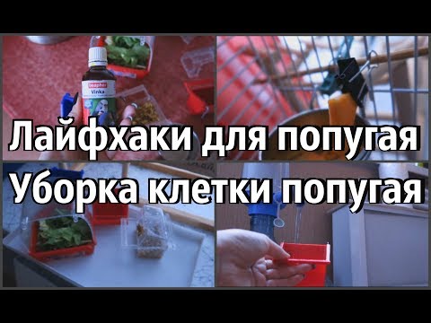 Видео: УБОРКА КЛЕТКИ ПОПУГАЯ | СОДЕРЖАНИЕ ПОПУГАЯ | ЛАЙФХАКИ | КОМАНДА ДОМОЙ!