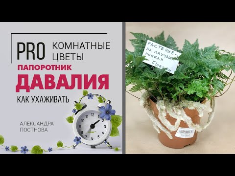 Видео: Давалия - папоротник с паучьими ножками | Красота спасет мир...