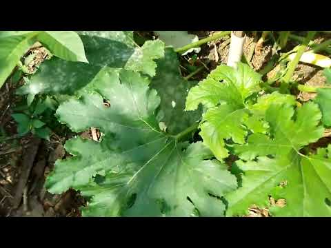 Видео: Как разлагается древесина в земле. Как ускорить разложение древесины на вашей грядке