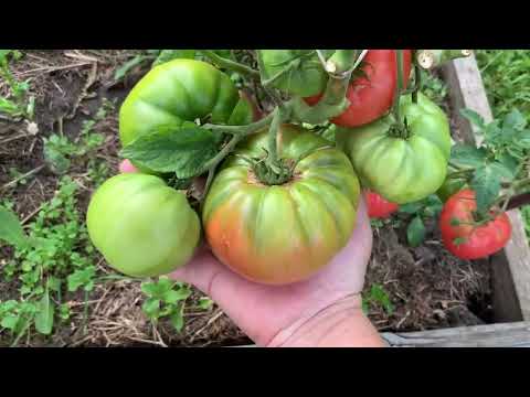 Видео: Томаты в открытом грунте.