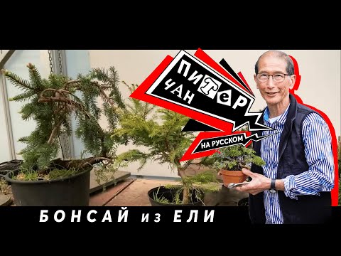 Видео: Создание Бонсай из Ели